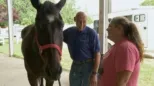 thumbnail - The Incredible Dr. Pol S12:E10 Mooovin' On Up