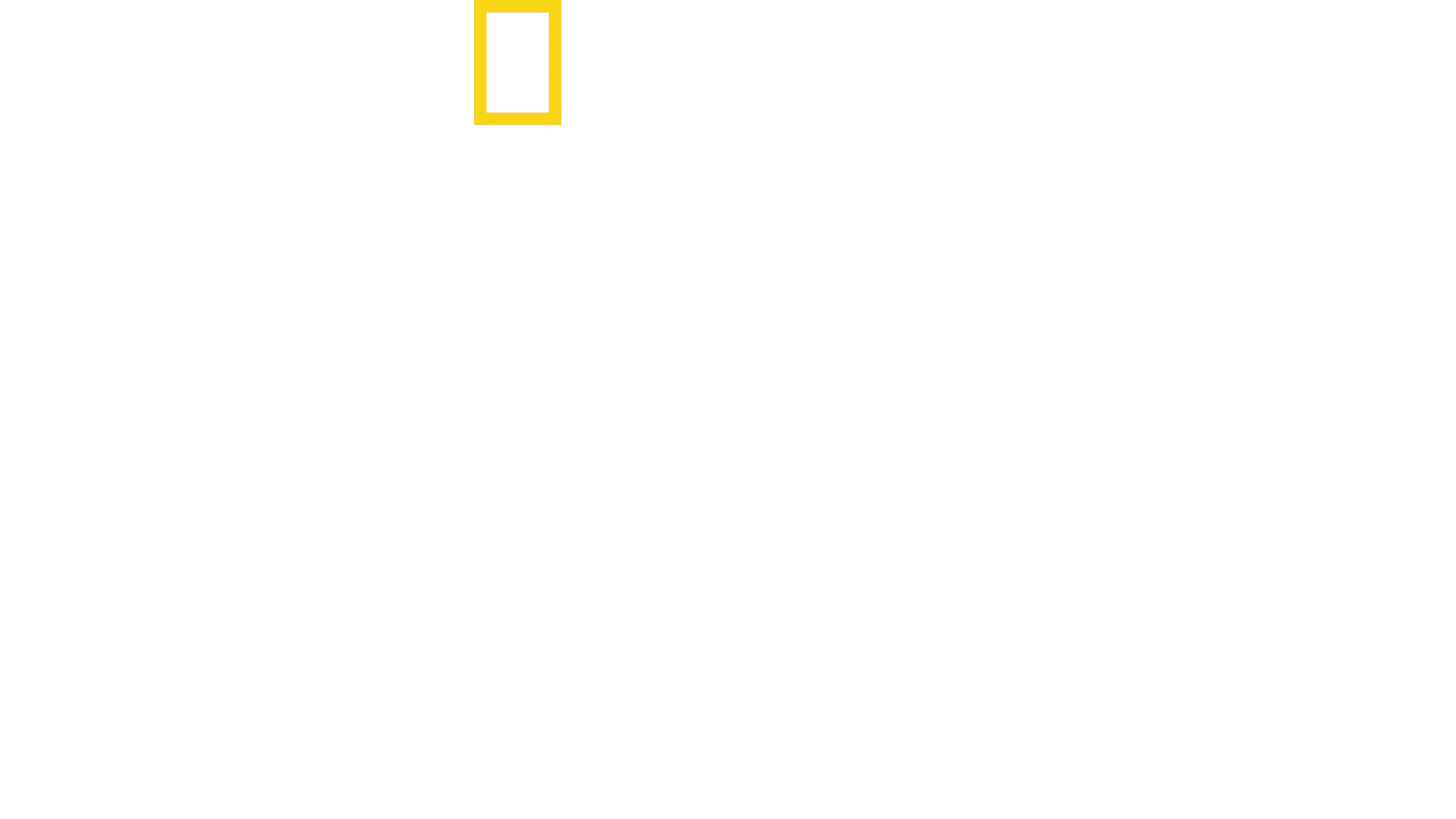 Haie im Bermudadreieck