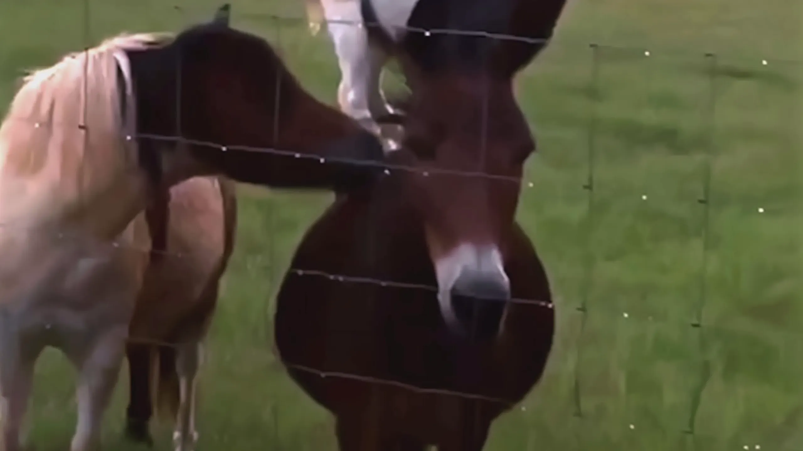 thumbnail - S2:E7 Beauty and the Wildebeest