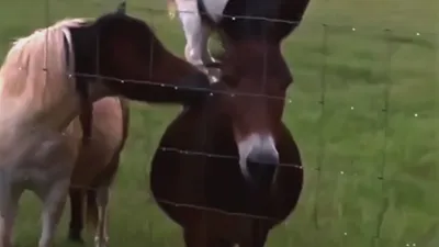 thumbnail - S2:E7 Beauty and the Wildebeest