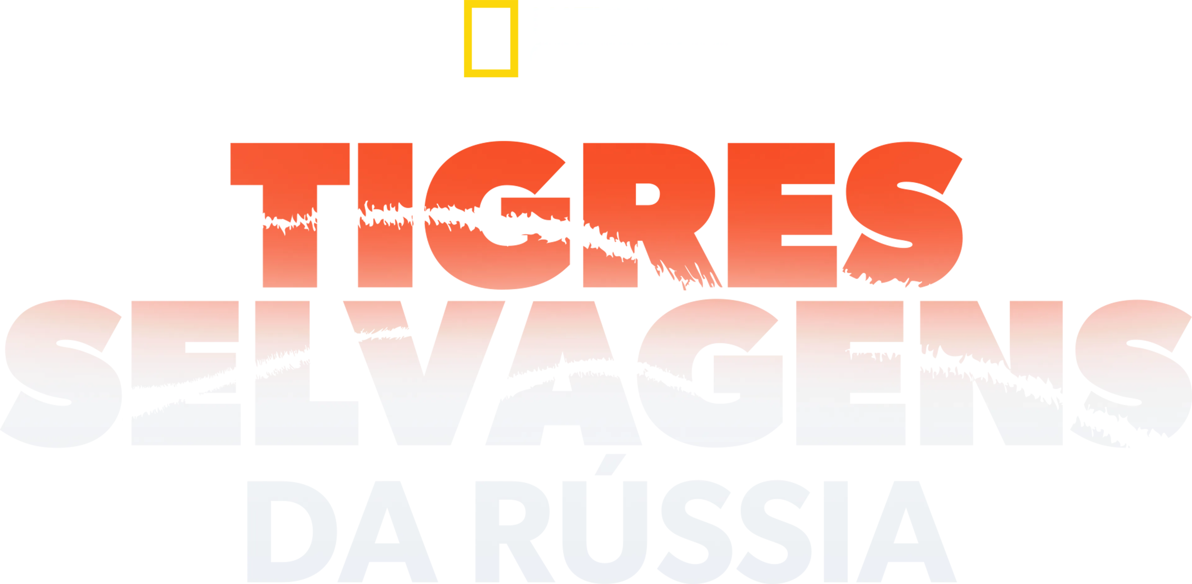 Tigres Selvagens da Rússia