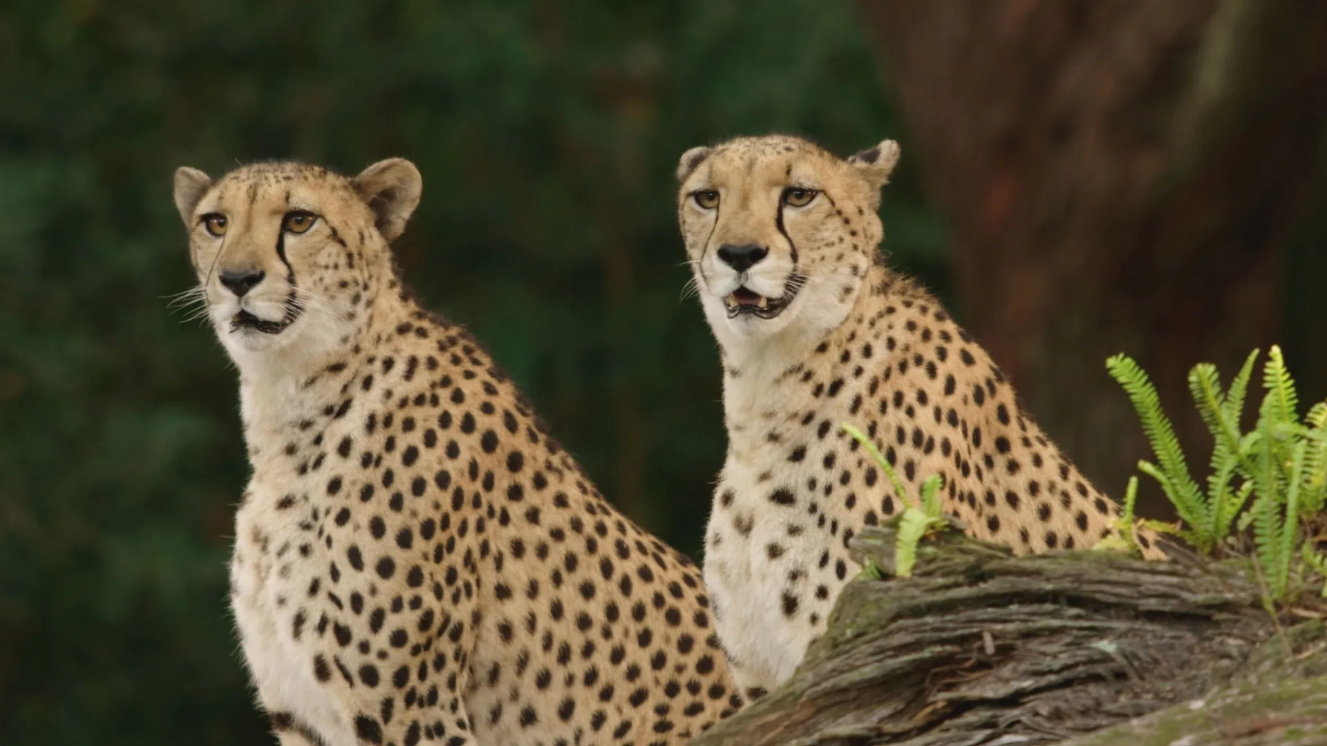 thumbnail - S2:E8 Chilled-Out Cheetahs