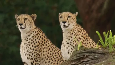 thumbnail - S2:E8 Chilled-Out Cheetahs
