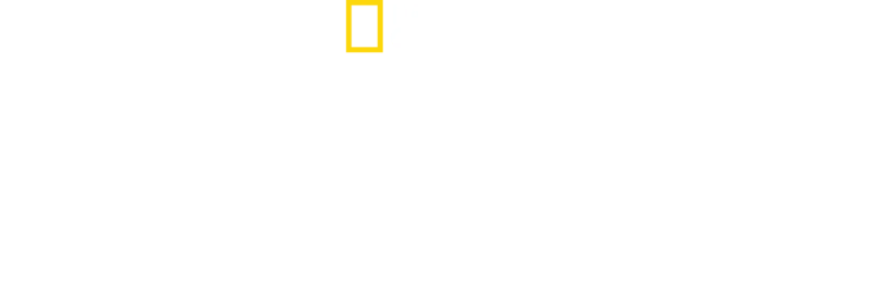 När hajar attackerar