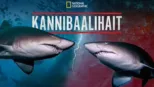 thumbnail - Kannibaalihait