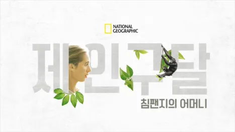 thumbnail - 침팬지의 어머니, 제인 구달