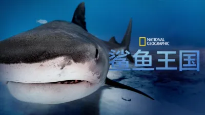 thumbnail - 鲨鱼王国