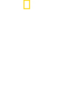 When Sharks Attack 360