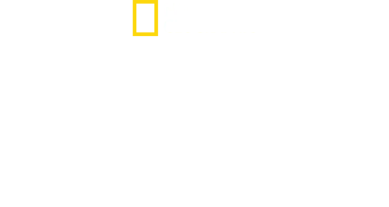 世界名鯊