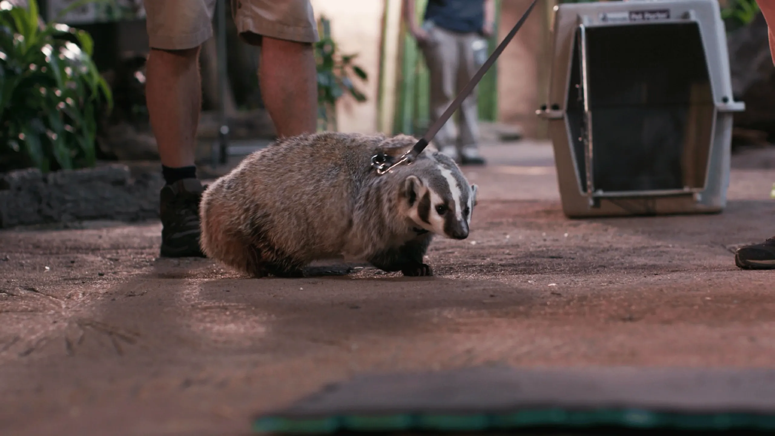 thumbnail - S1:E6 Badger In Training