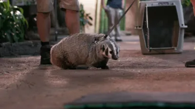 thumbnail - S1:E6 Badger In Training