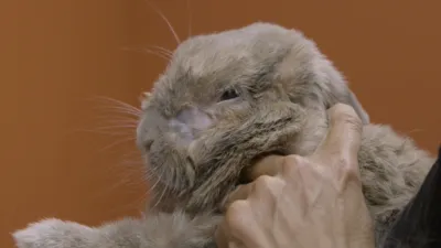 thumbnail - S9:E9 Your Royal Sinus