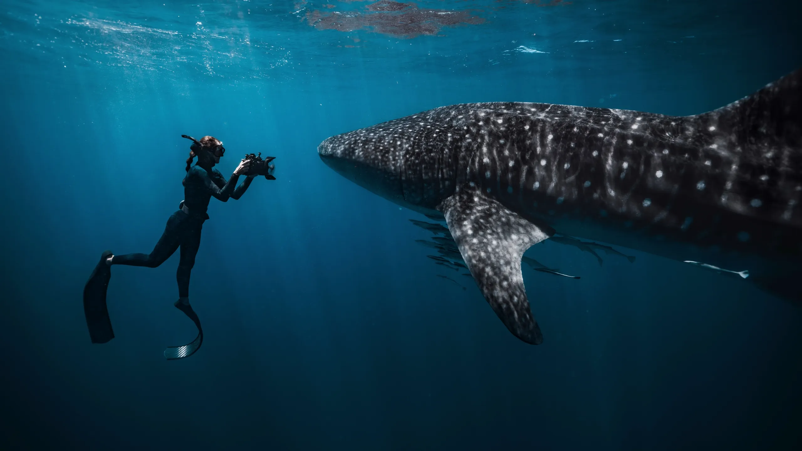 thumbnail - S2：第6話「白い黄金を求めて」