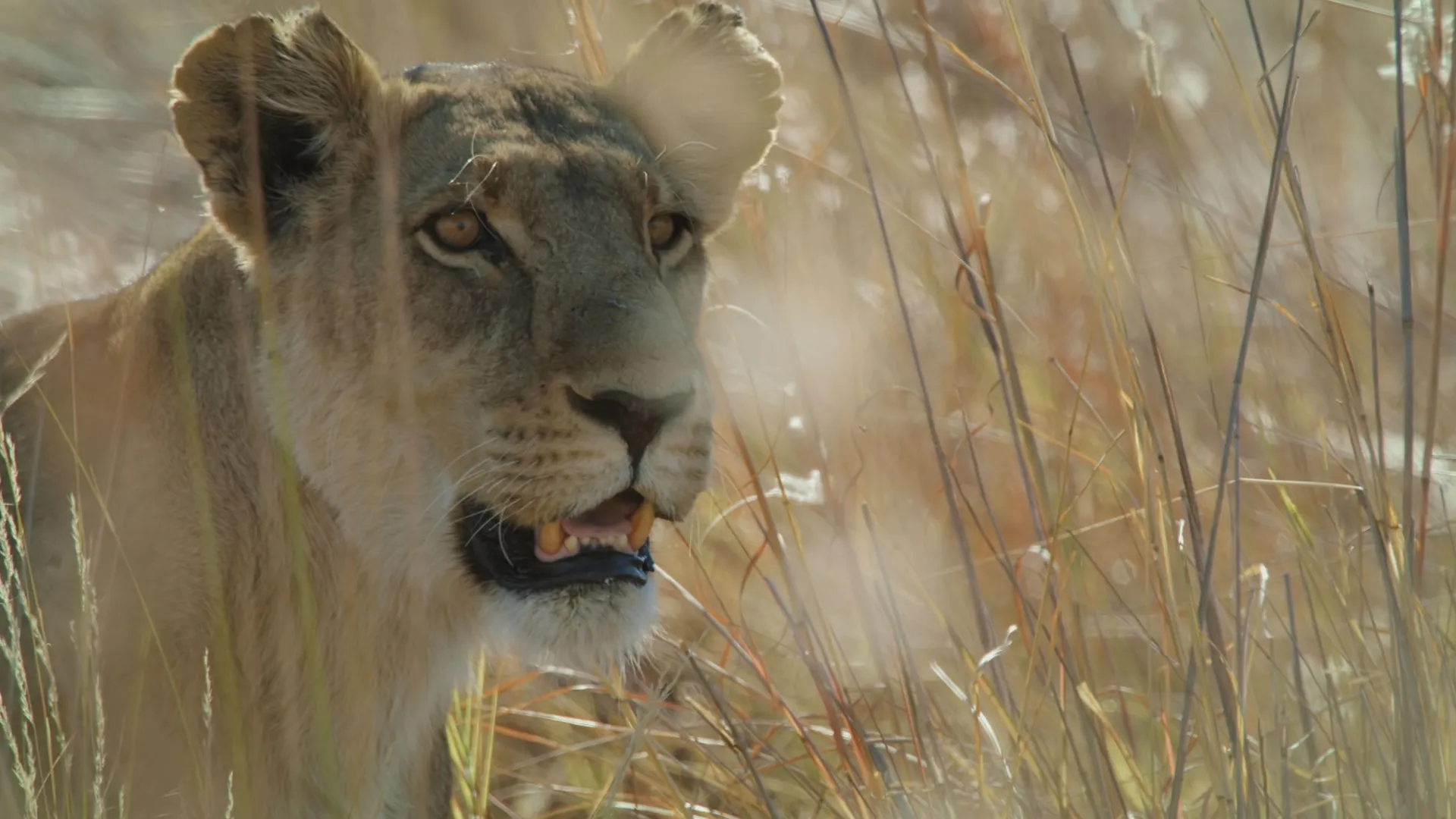 thumbnail - S4:E1 A Mother's Sacrifice