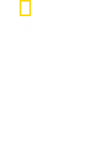 鲨与鲸