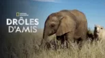 thumbnail - Drôles d'amis