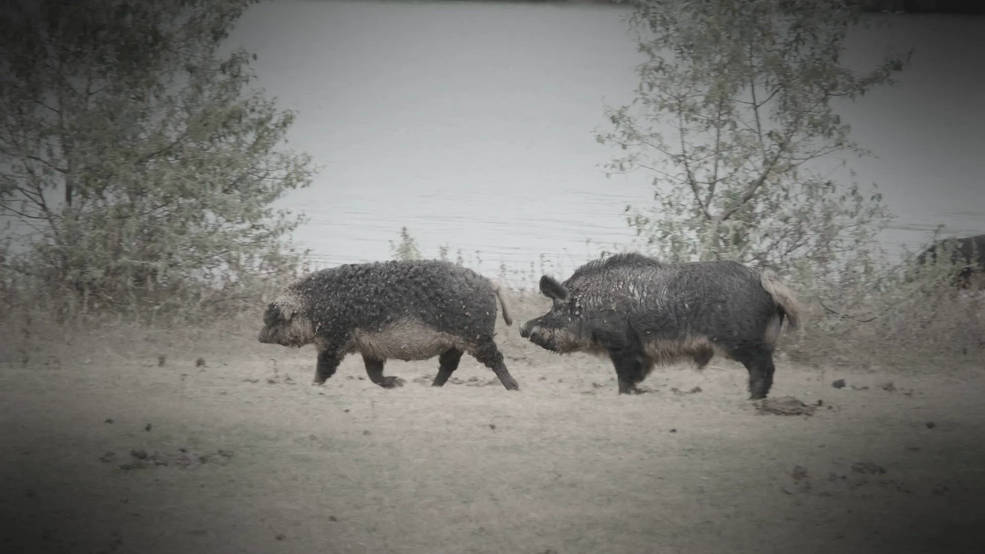 thumbnail - S3:E2 Graveyard Hogs