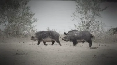 thumbnail - S3:E2 Graveyard Hogs