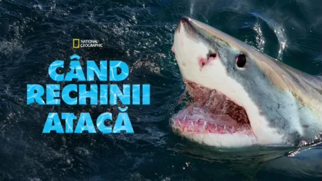 thumbnail - Când rechinii atacă