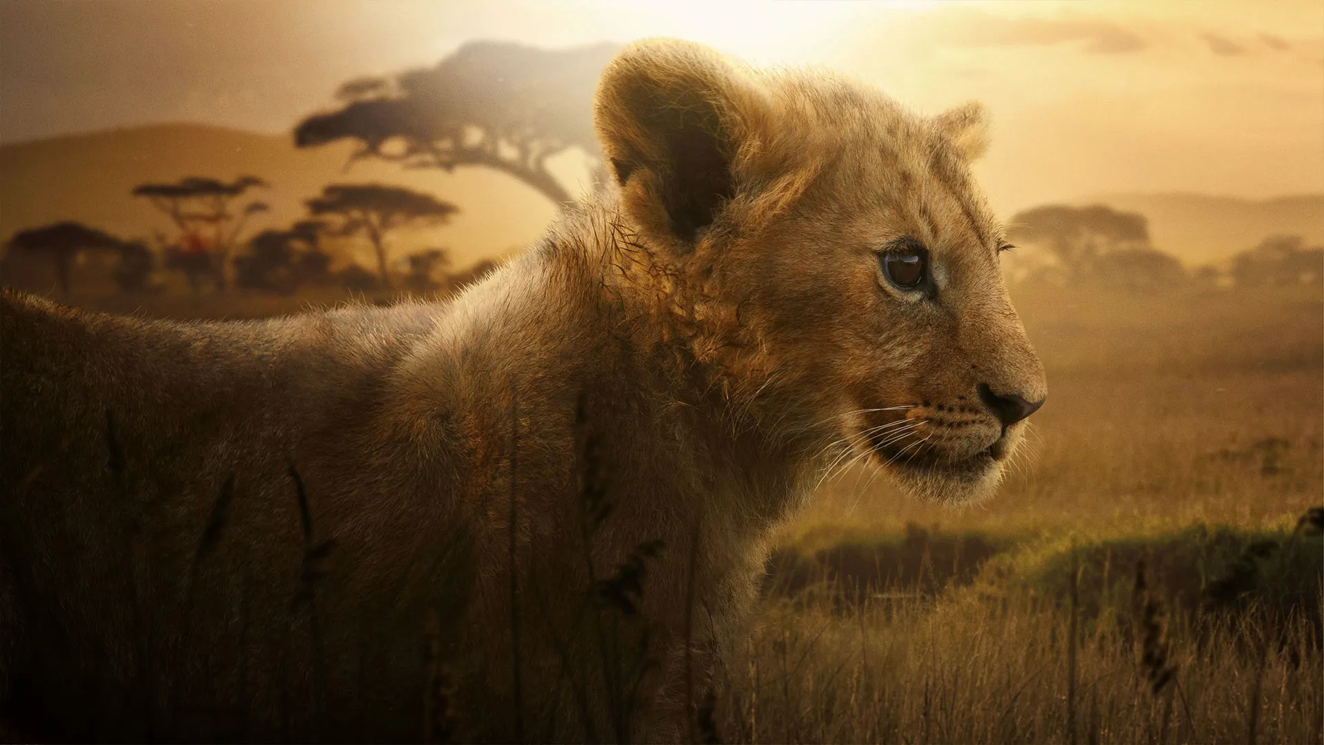 Promotional image featuring a young lion standing in a sunlit savannah landscape.