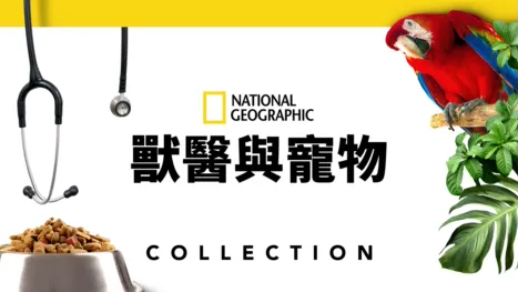 thumbnail - 獸醫與寵物