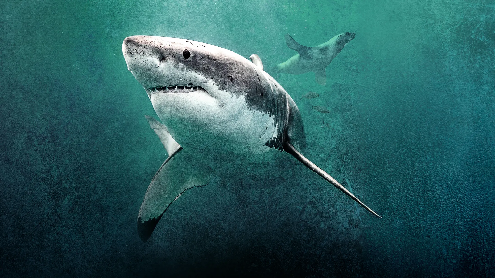 An underwater view of a large great white shark swimming forward with its teeth slightly visible, while a sea lion swims in the textured green-blue water behind it.