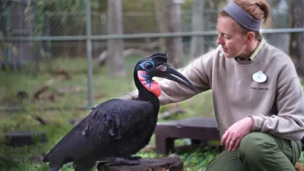 thumbnail - Au Cœur de Disney's Animal Kingdom S1:E7 Bienvenue chez les mandrills