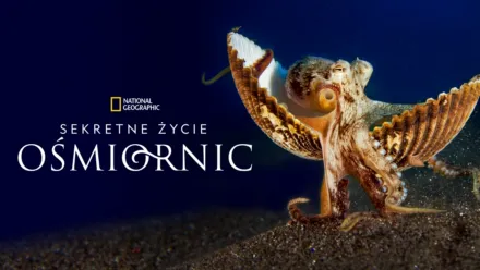 thumbnail - Sekretne życie ośmiornic