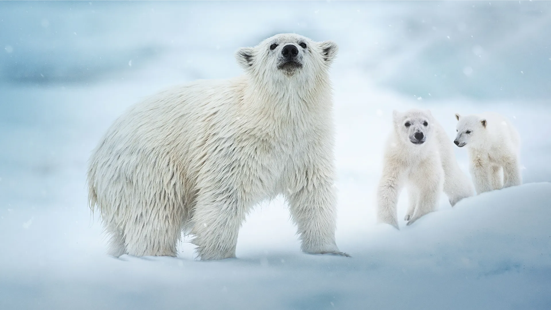 A polar bear and its cubs in the arctic snow.