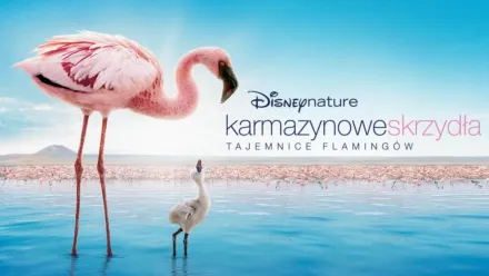 thumbnail - Karmazynowe skrzydła: Tajemnice flamingów