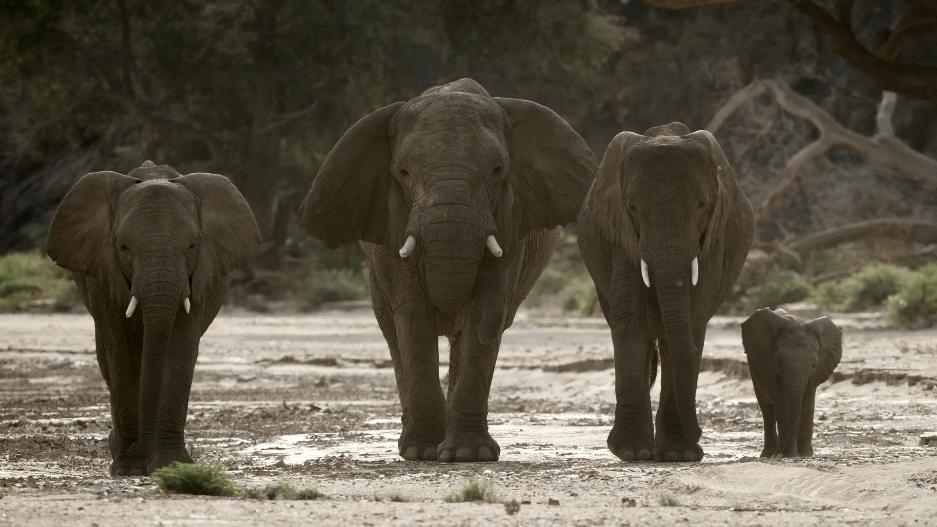 Secrets of the Elephants