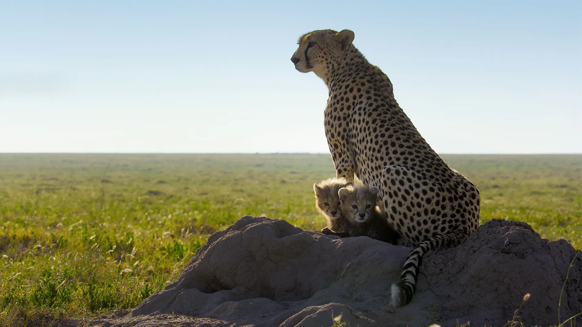 Cheetahs Up Close Wonderland
