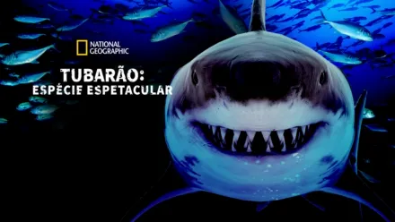 thumbnail - Tubarão: Espécie Espetacular