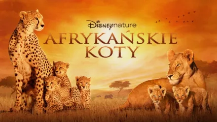 thumbnail - Afrykańskie koty