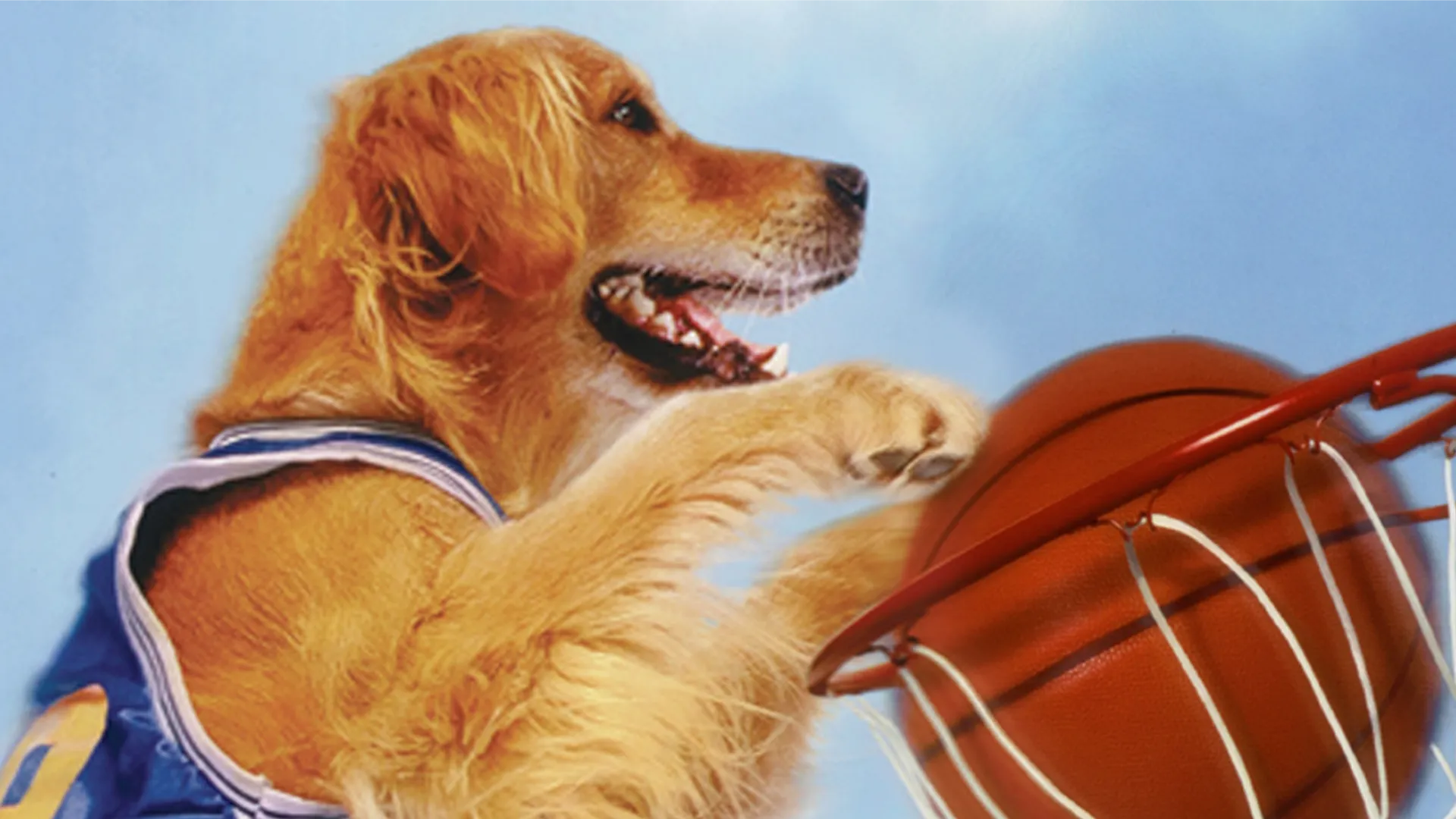 Closeup of a dog dunking a basketball