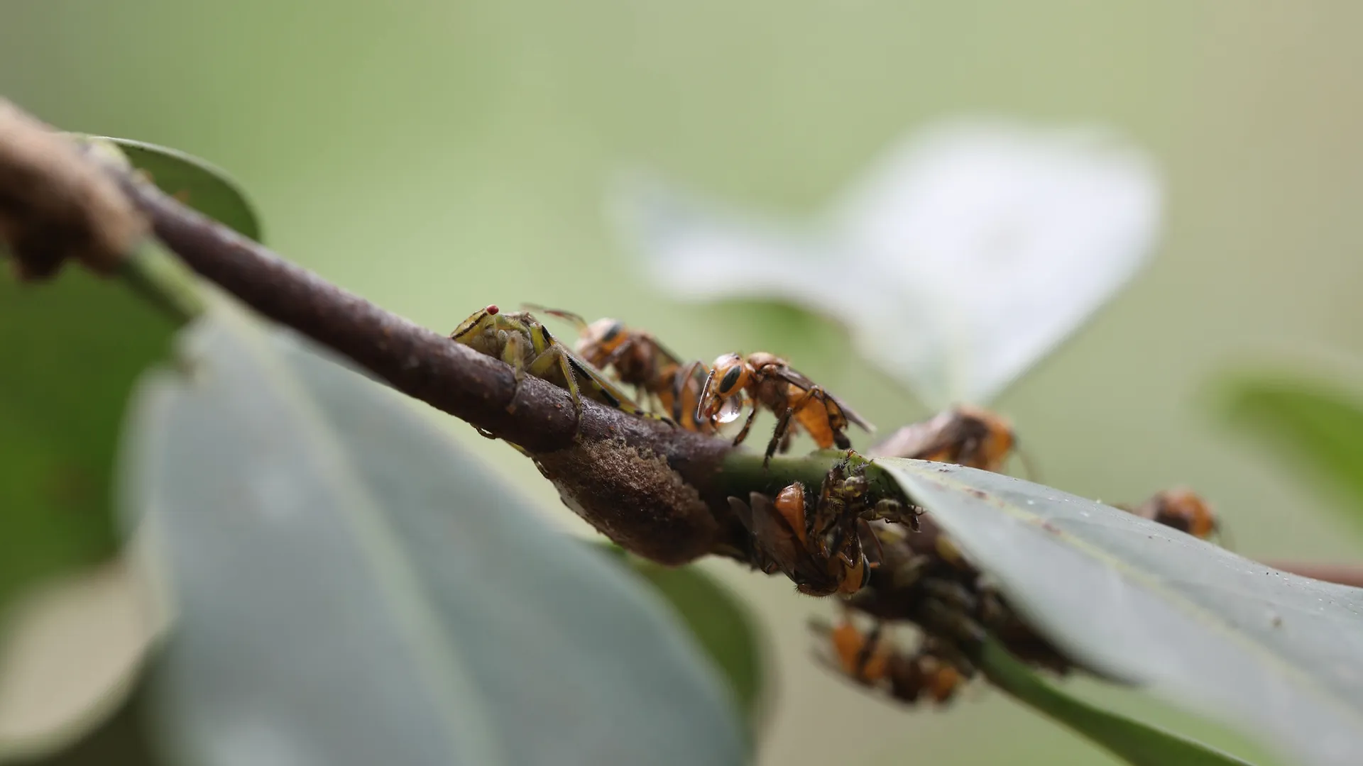 TheHive_SecretsOfTheBees