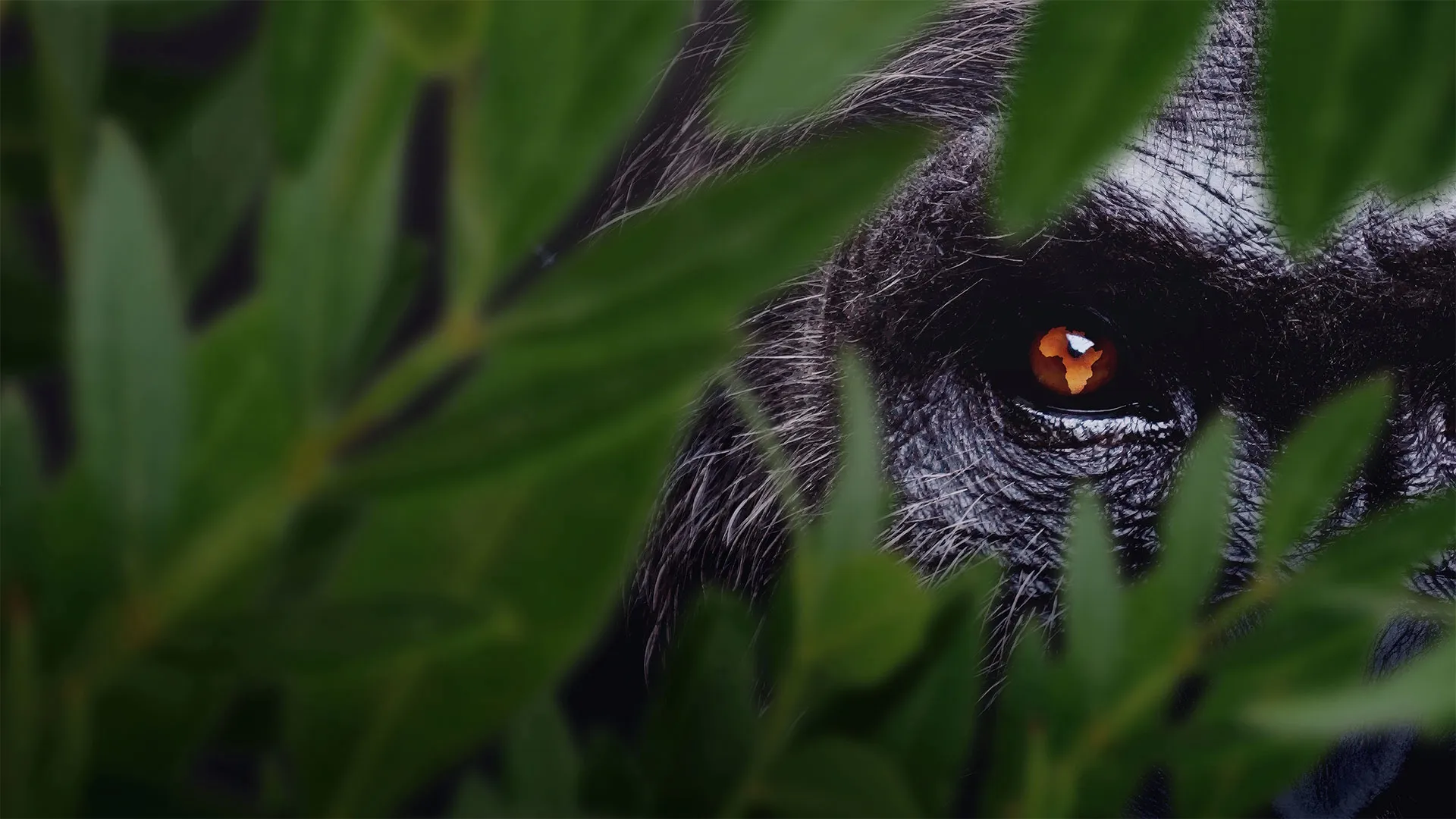 The image appears to be the promotional key art for the National Geographic documentary series Africa Earth's Wild Home, showcasing a great ape's eye with an outline of the African continent reflected within the iris.