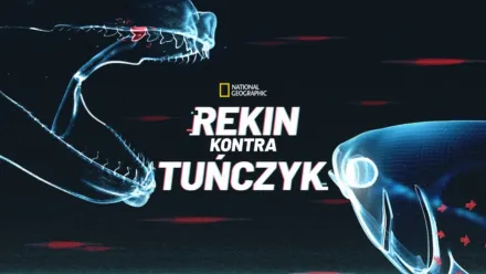 thumbnail - Rekin kontra tuńczyk