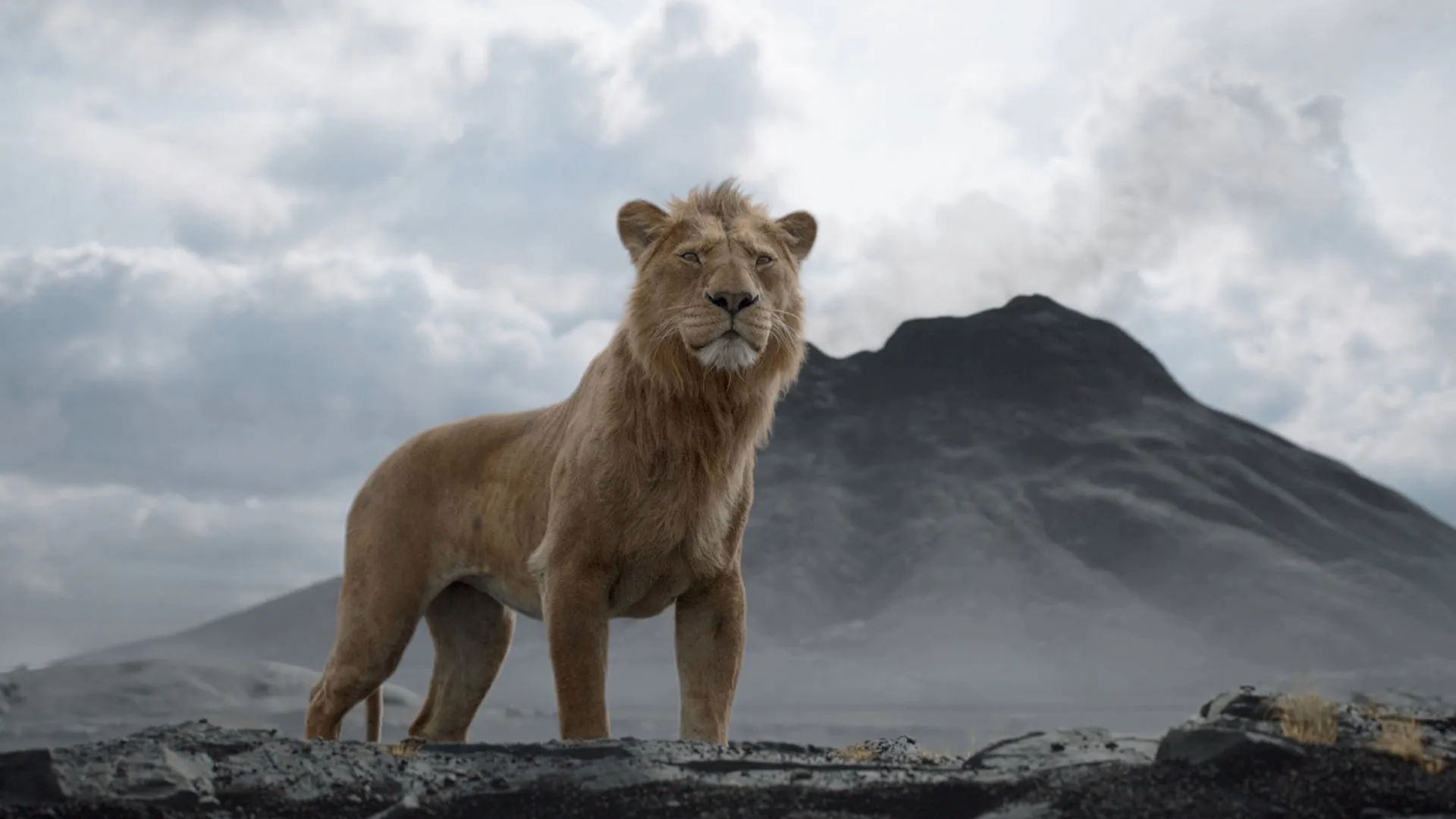 A young Mufasa standing in a barren landscape