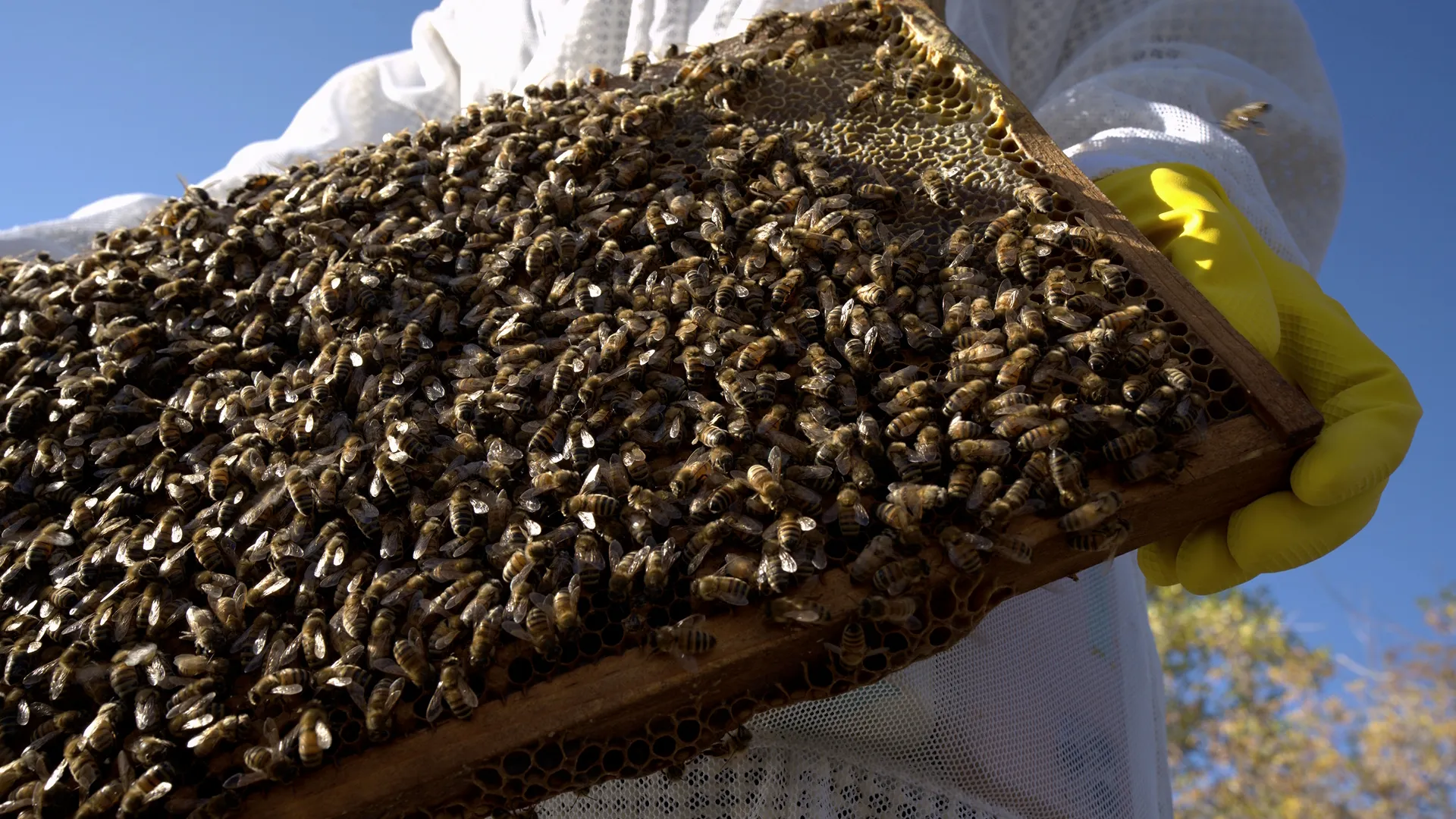 This image depicts a routine hive inspection by a beekeeper, specifically focusing on a frame filled with honey bees and brood. Secrets Of The Bees, National Geographic