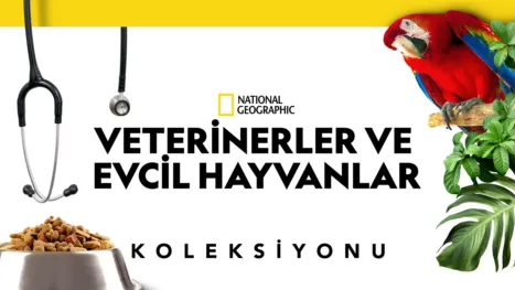 thumbnail - Veterinerler ve Evcil Hayvanlar