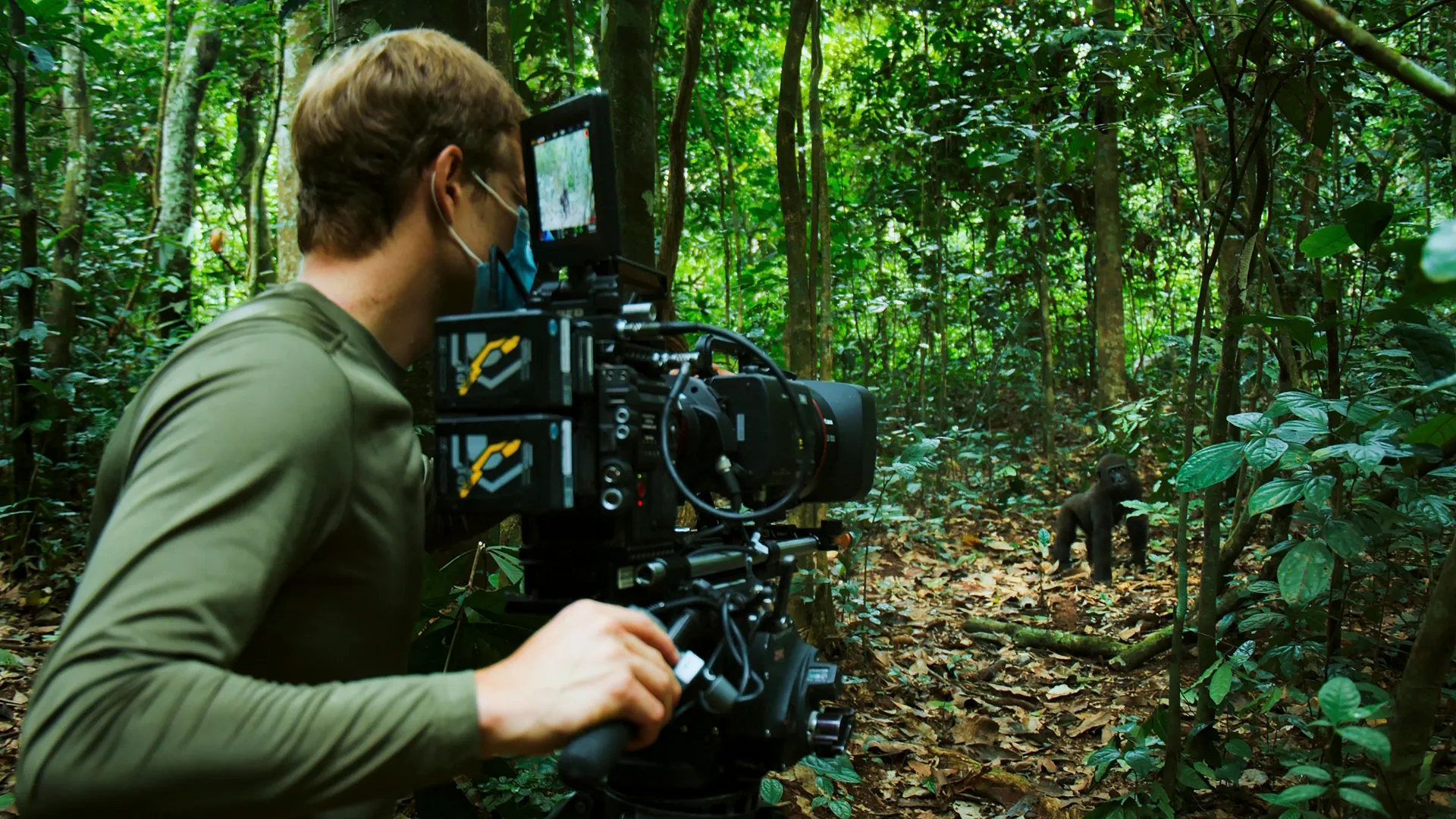 National Geographic wildlife filmmaker Bertie Gregory filming a western lowland gorilla in the rainforest. This moment is from his documentary series, Animals Up Close with Bertie Gregory.