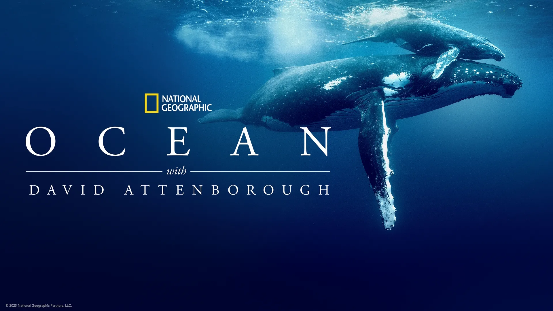 Promotional hero image for the National Geographic documentary, Ocean with David Attenborough