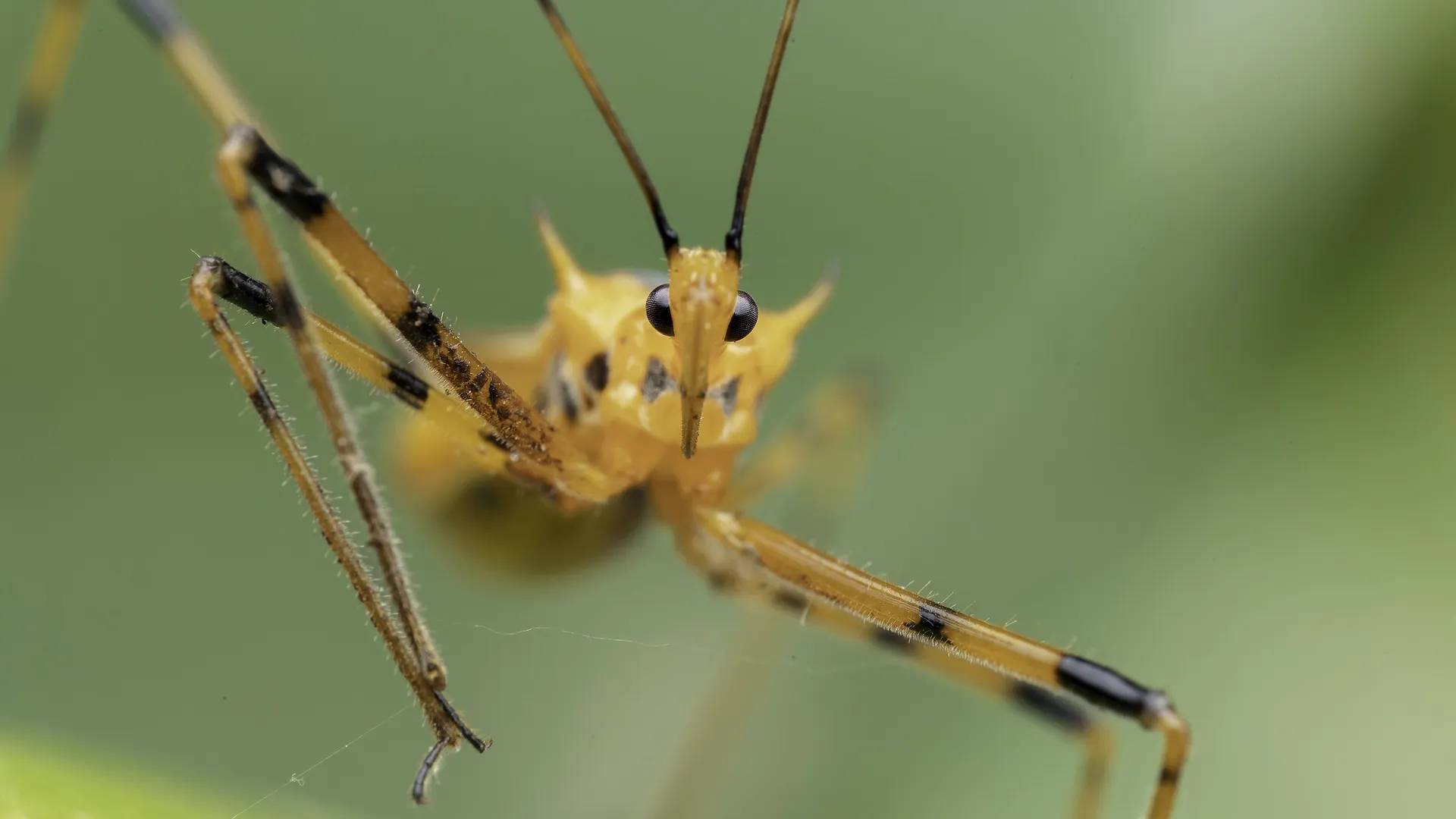 The close up of a small insect balancing on a leaf in A Real Bug's Life.