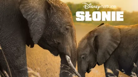 thumbnail - Słonie