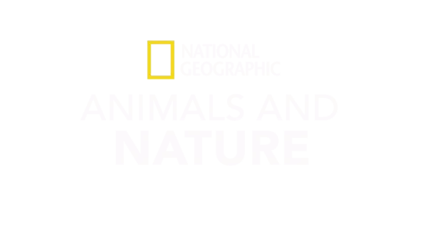 National Geographic Animals and Nature