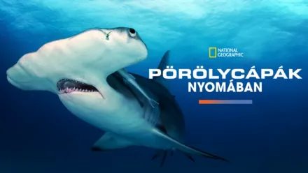 thumbnail - Pörölycápák nyomában