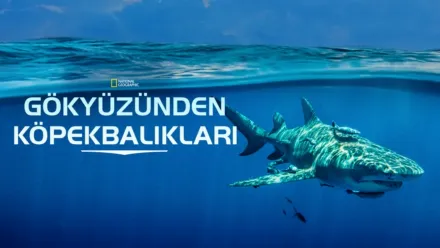 thumbnail - Gökyüzünden Köpekbalıkları