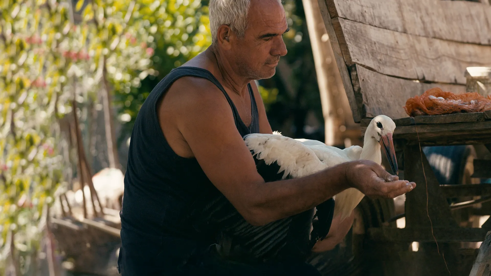 Farmer Nikola feeds the injured white stork, Silyan. Their bond the focus of this documentary film.