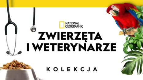 thumbnail - Zwierzęta i weterynarze